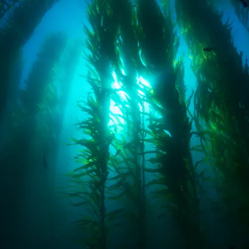 Learning from the Ocean as a Space
